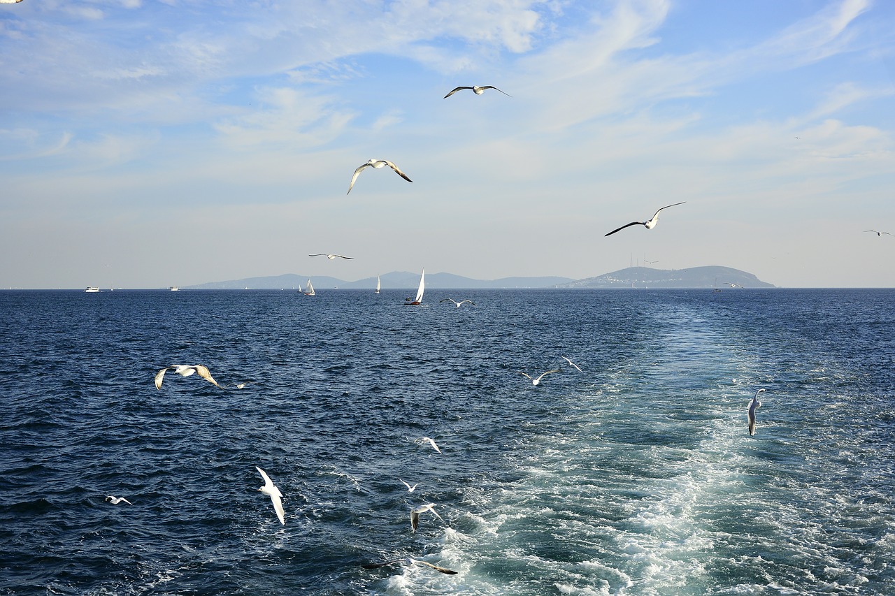 gull bird istanbul marine free photo