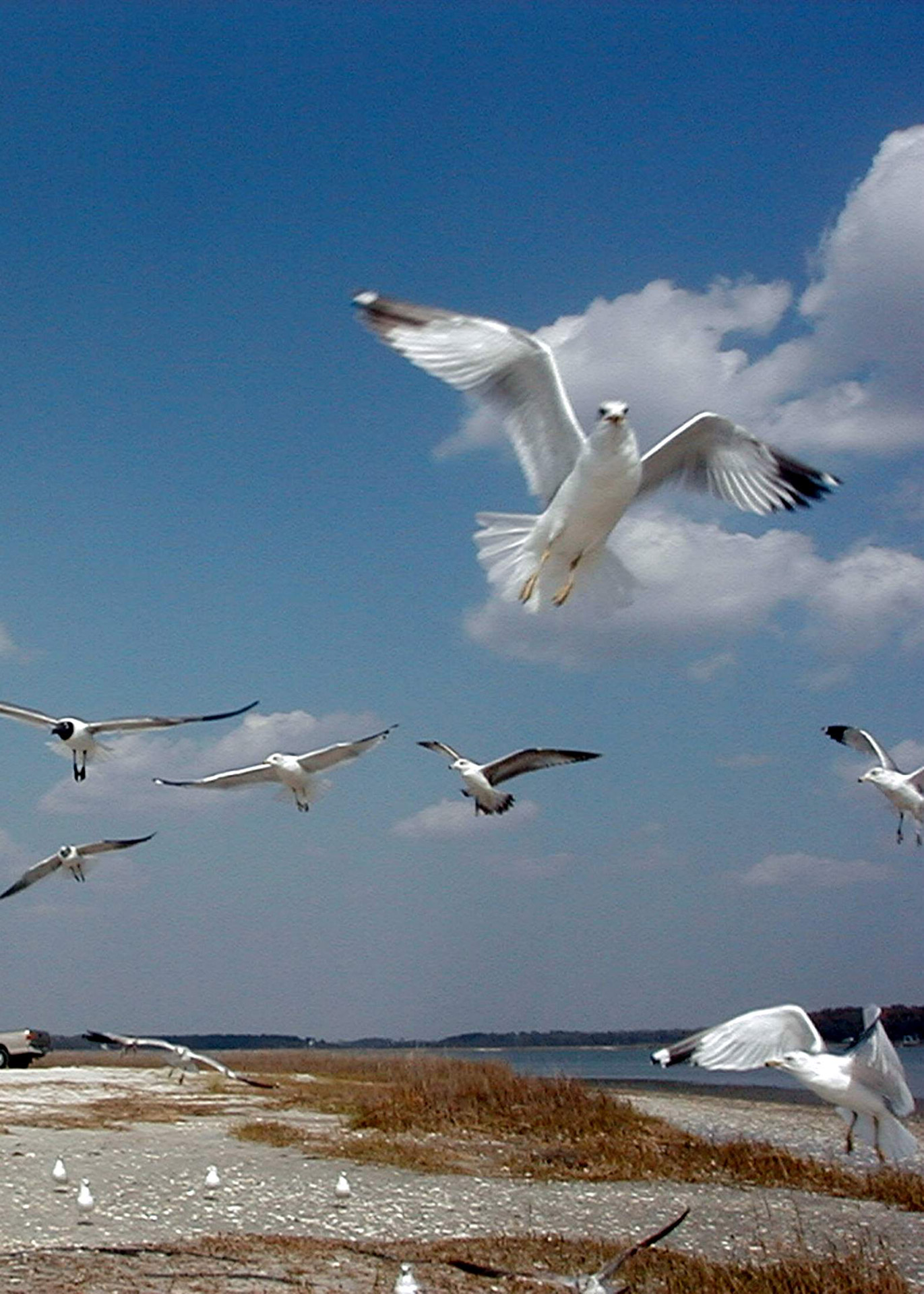 bird seagull flight free photo