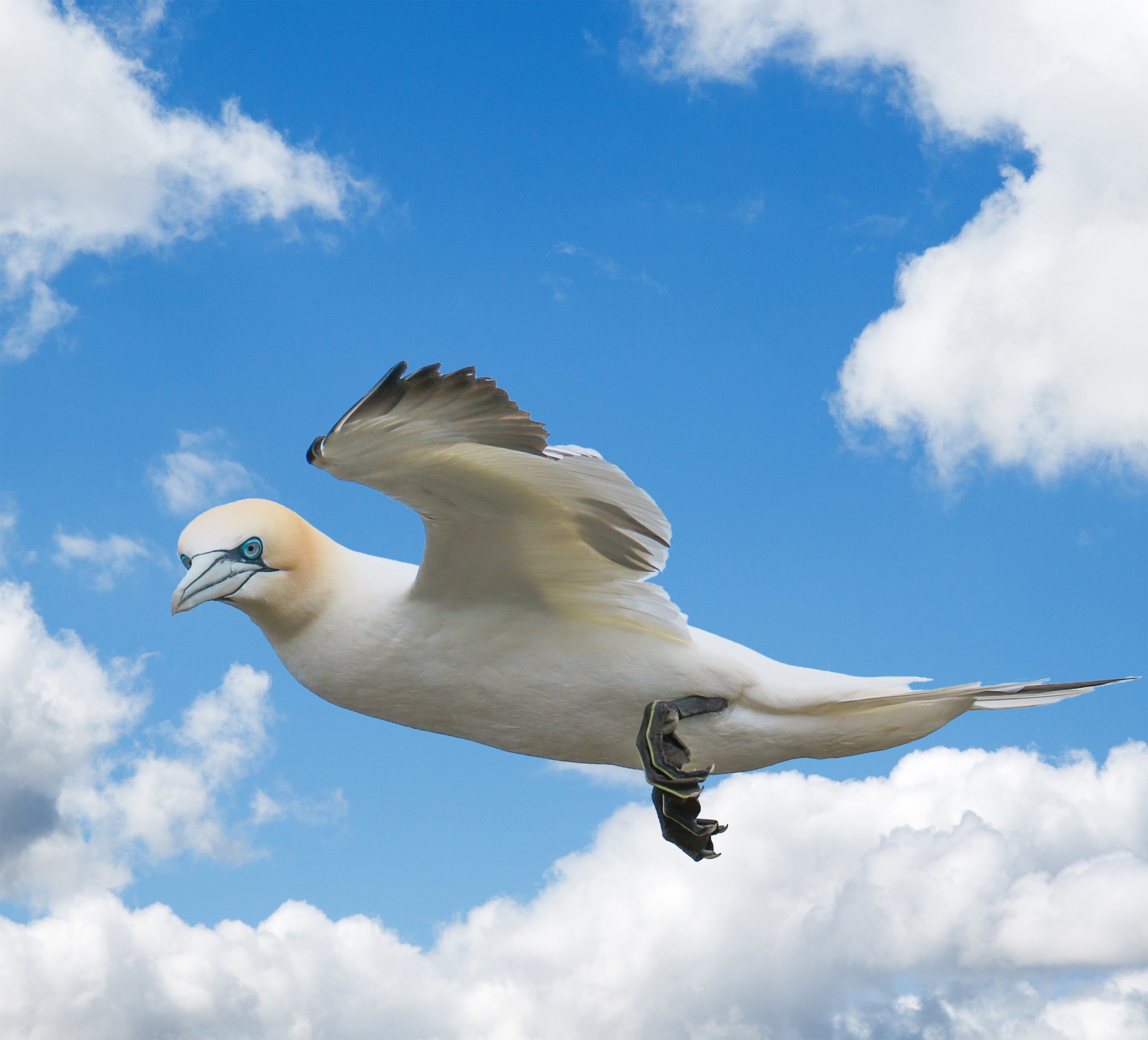 gull gannet seagull free photo