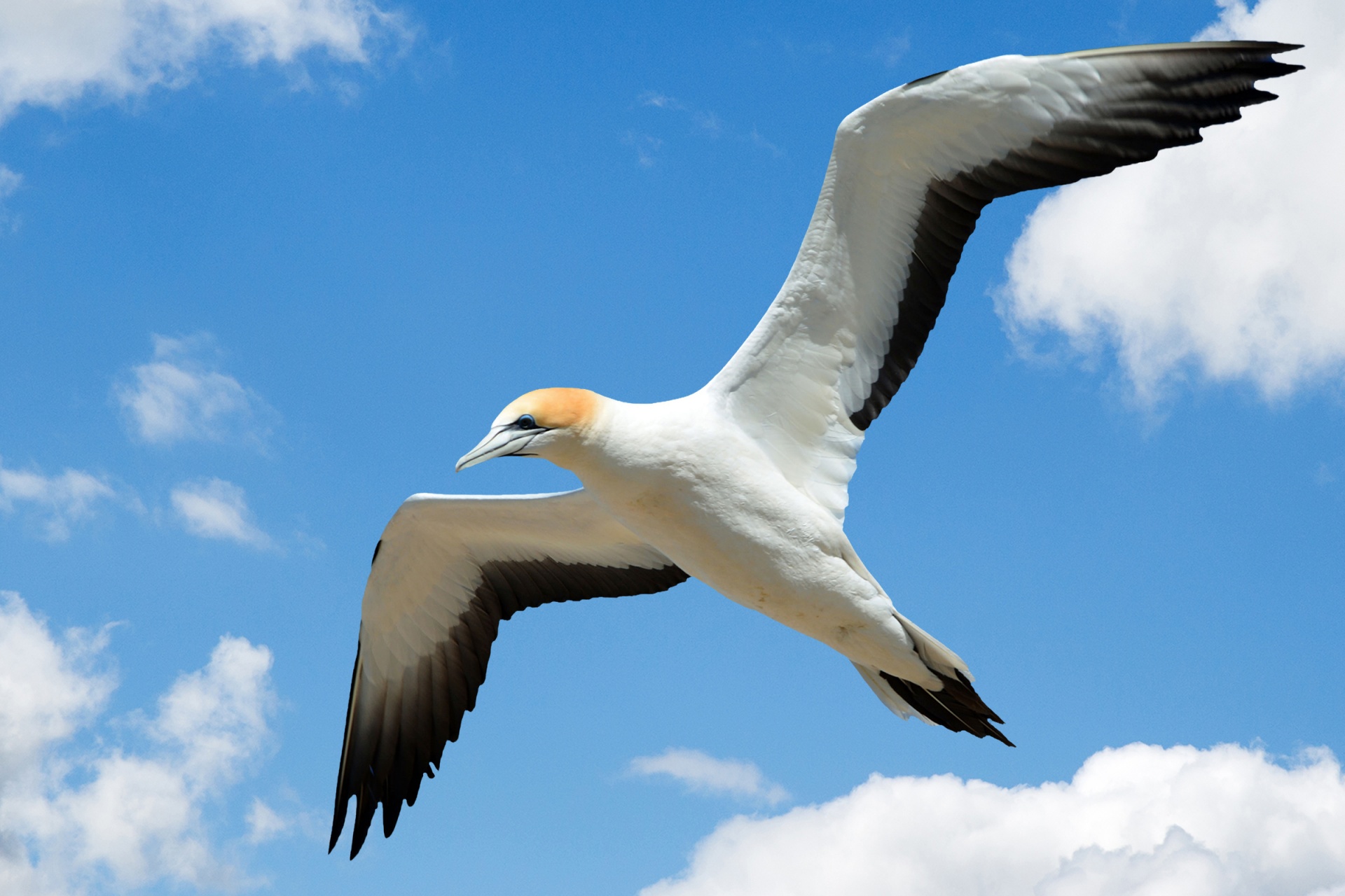 gull bird gannet free photo