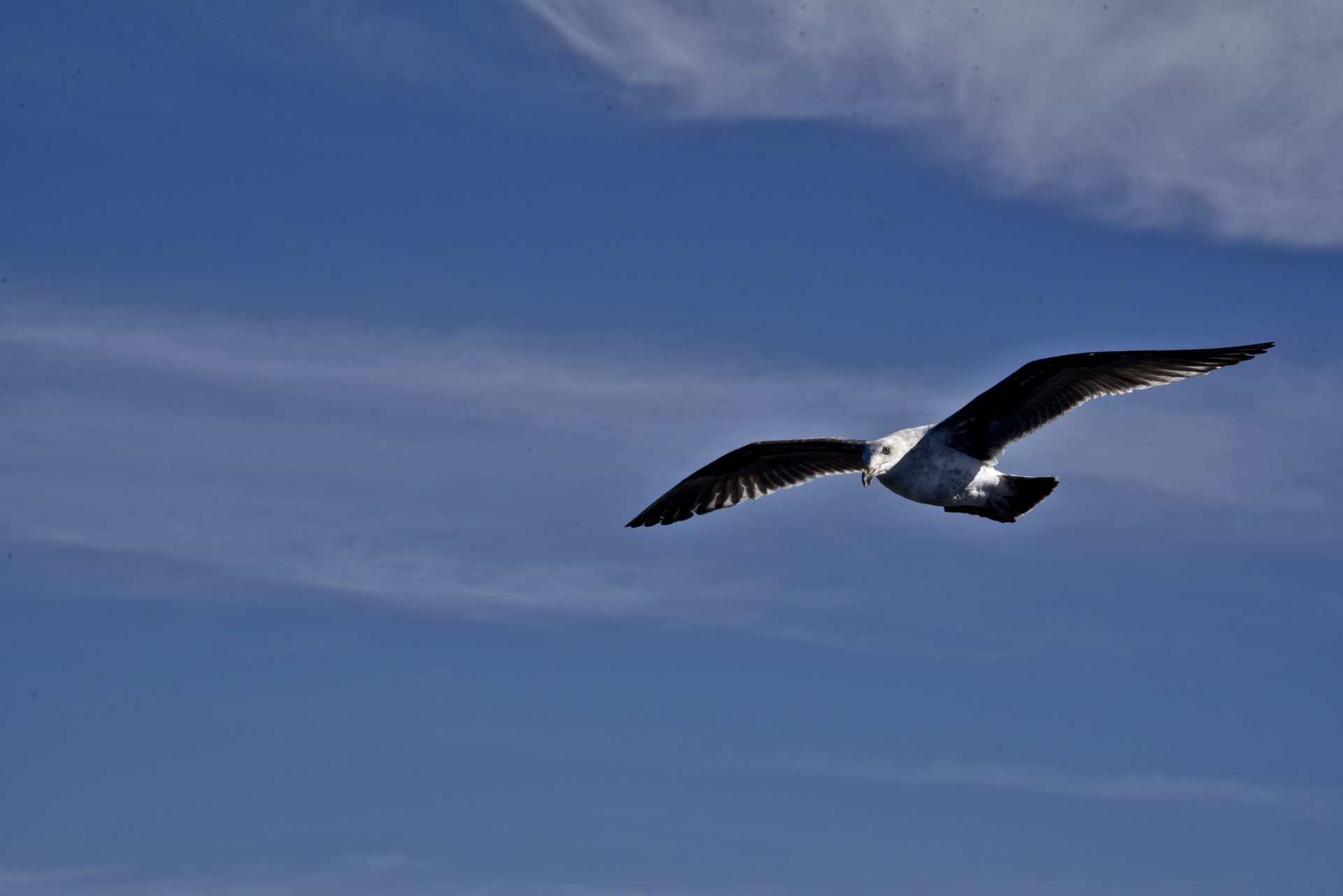 seagull flying over ocean free photo