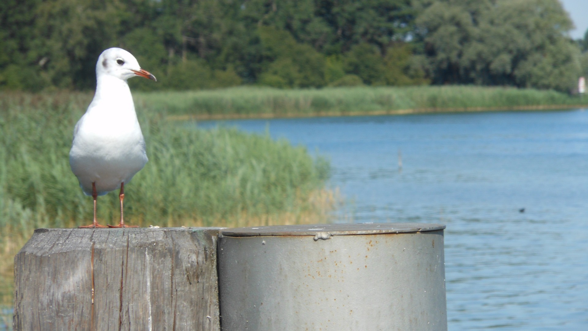 gull bird summer free photo