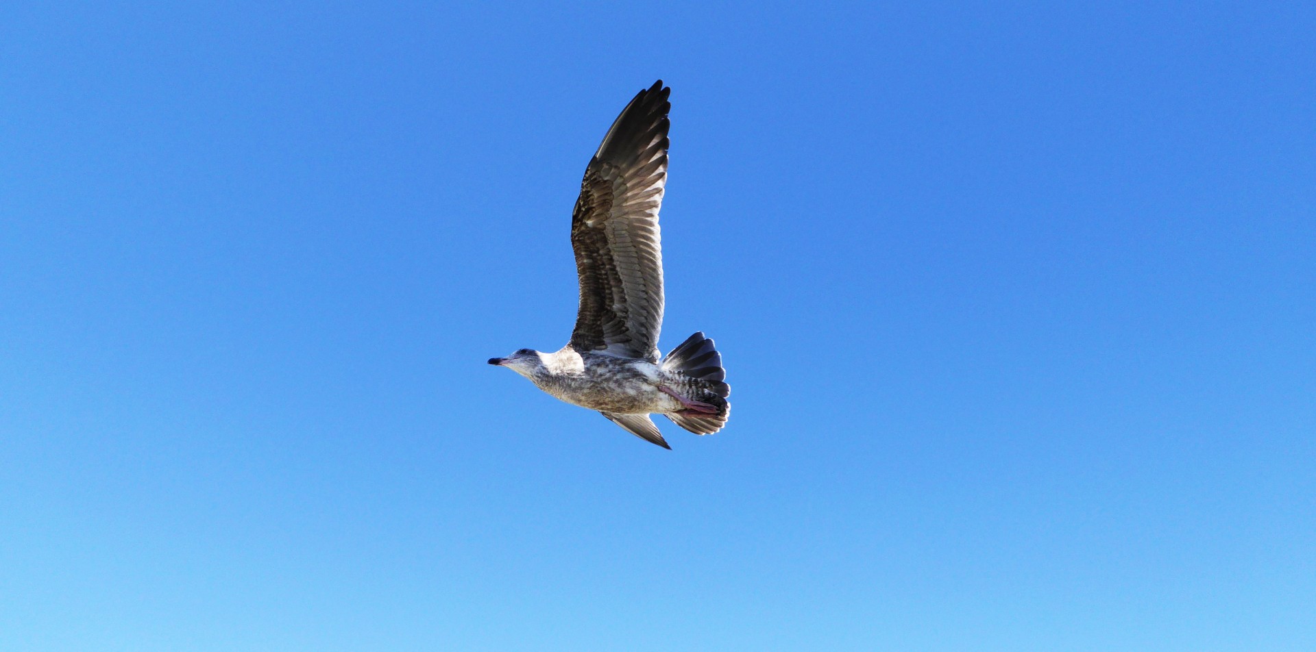 sea gull gull bird free photo