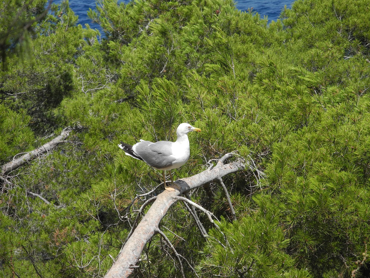 gull l animal bird maritime free photo