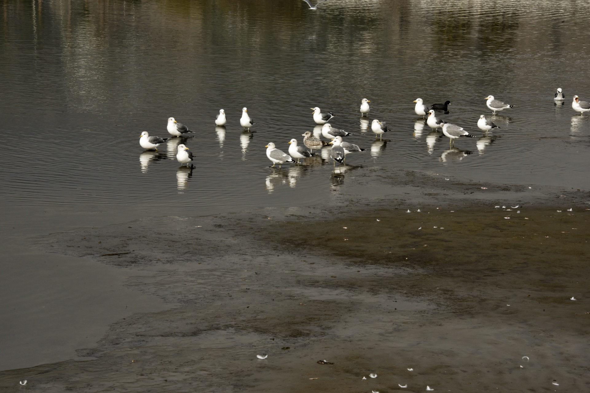 seagulls birds ocean free photo