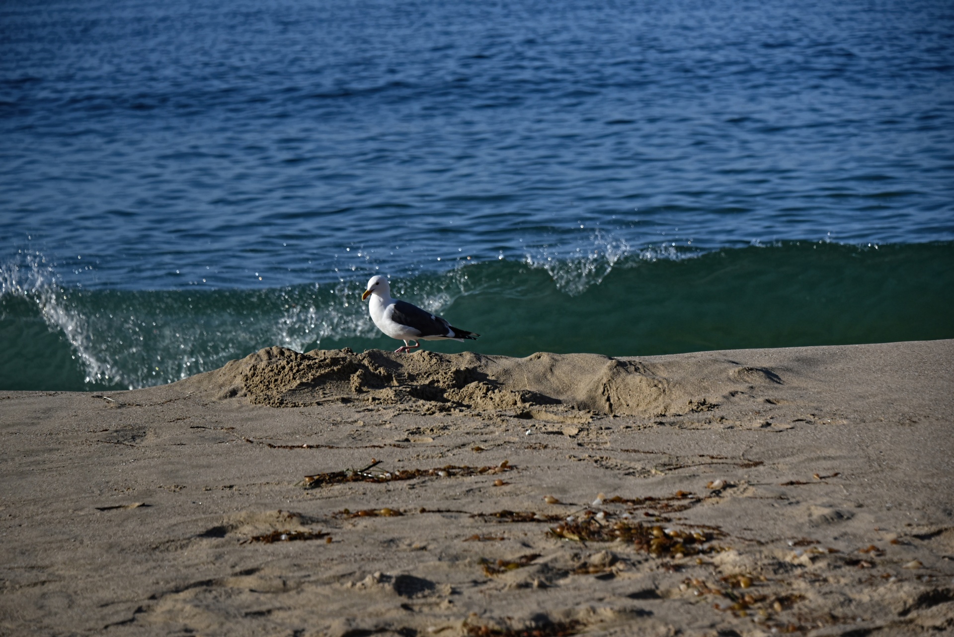 background seagull ocean free photo