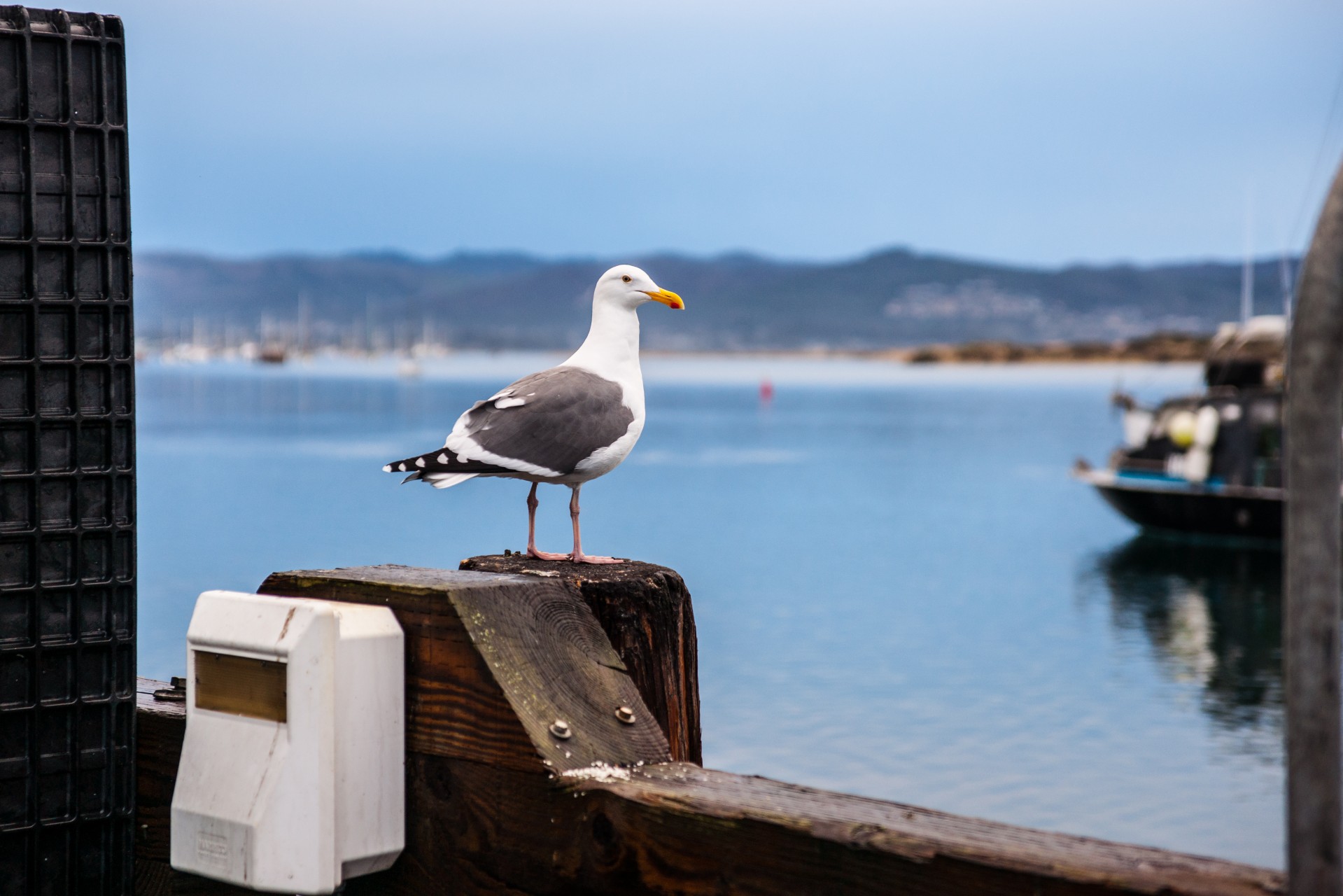 bird california california gull free photo