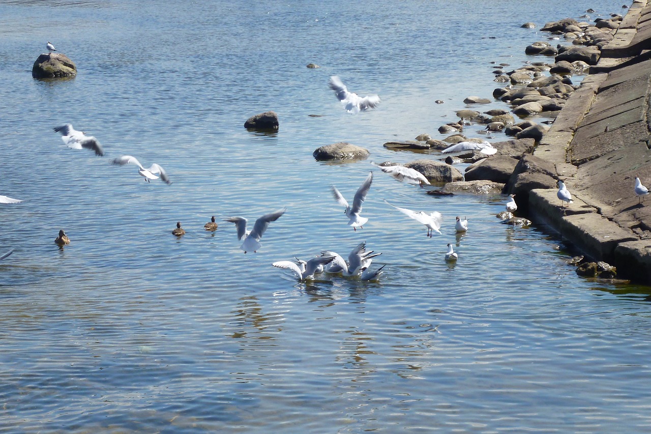 gulls sea beach free photo