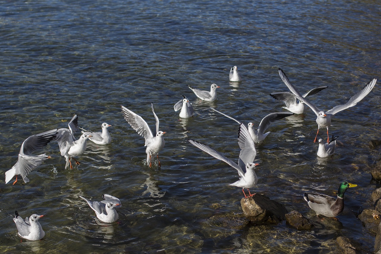 gulls white gulls birds free photo