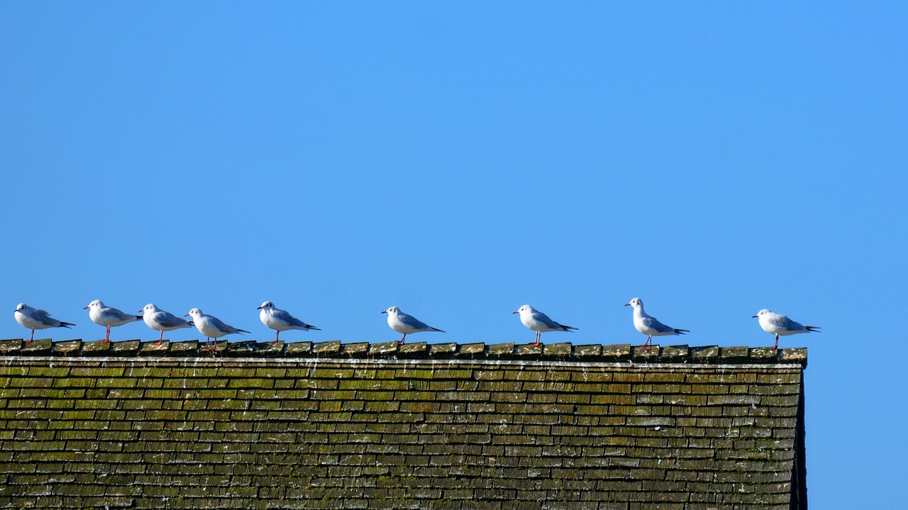gulls sit roof free photo