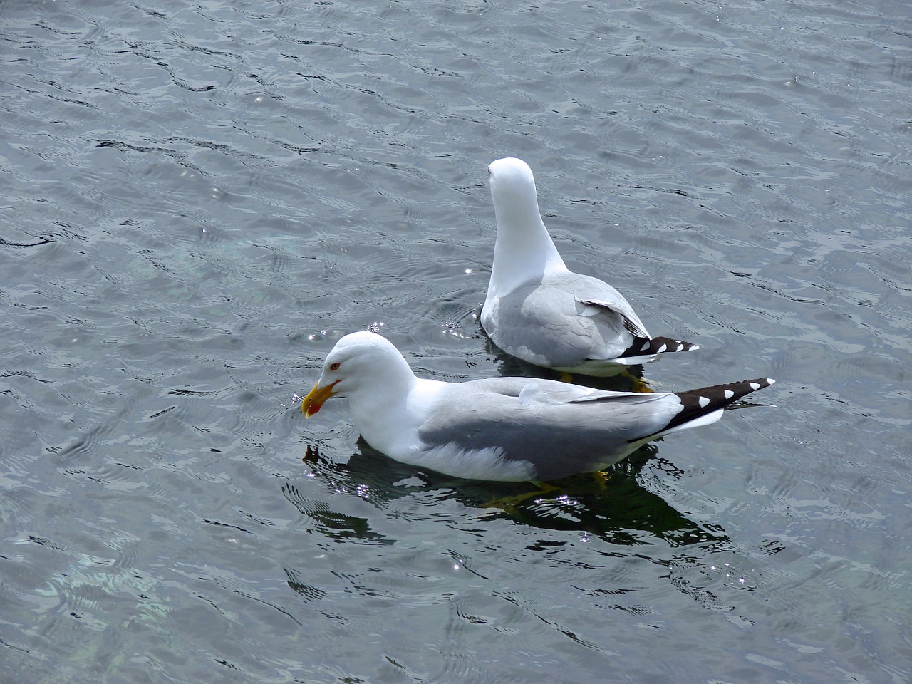 gulls birds bird free photo