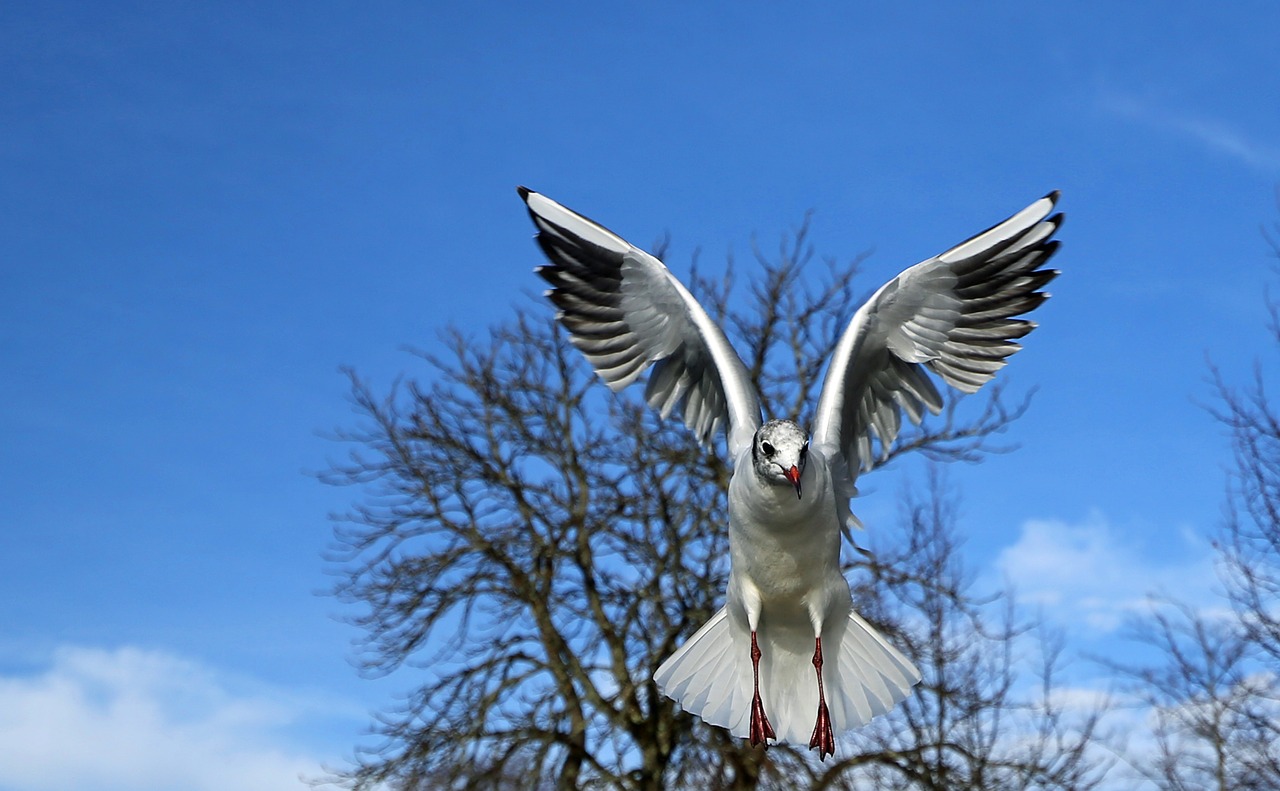 gulls birds plumage free photo