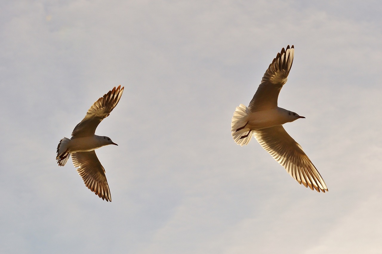 gulls fly bird free photo