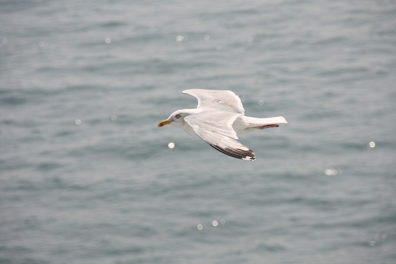 gulls shipping ferry free photo