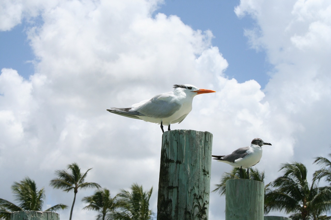 gulls birds water bird free photo