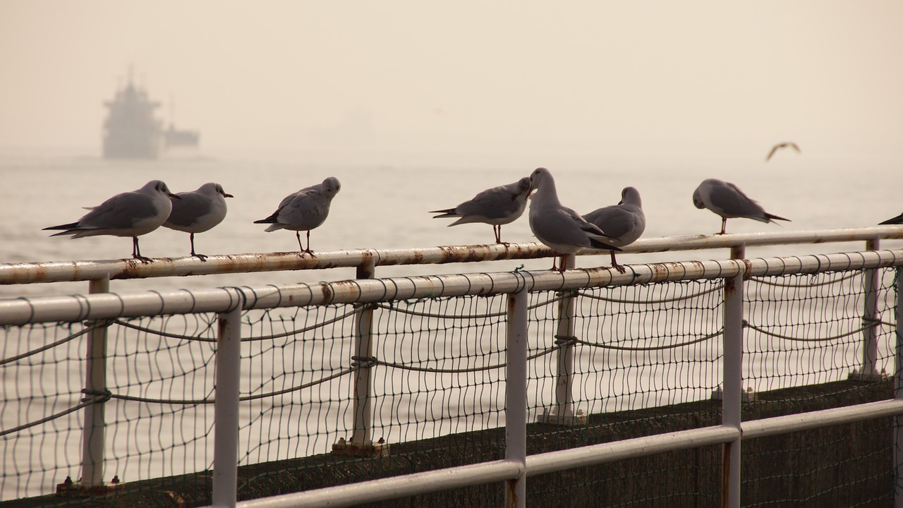 gulls sea birds free photo