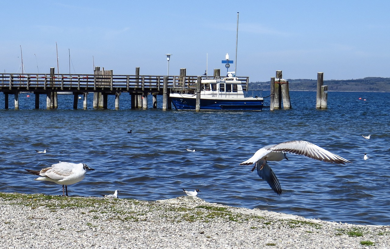 gulls birds lake free photo