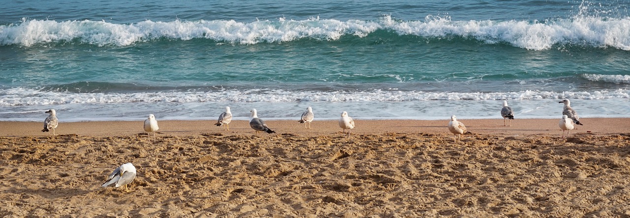 gulls sea landscape free photo