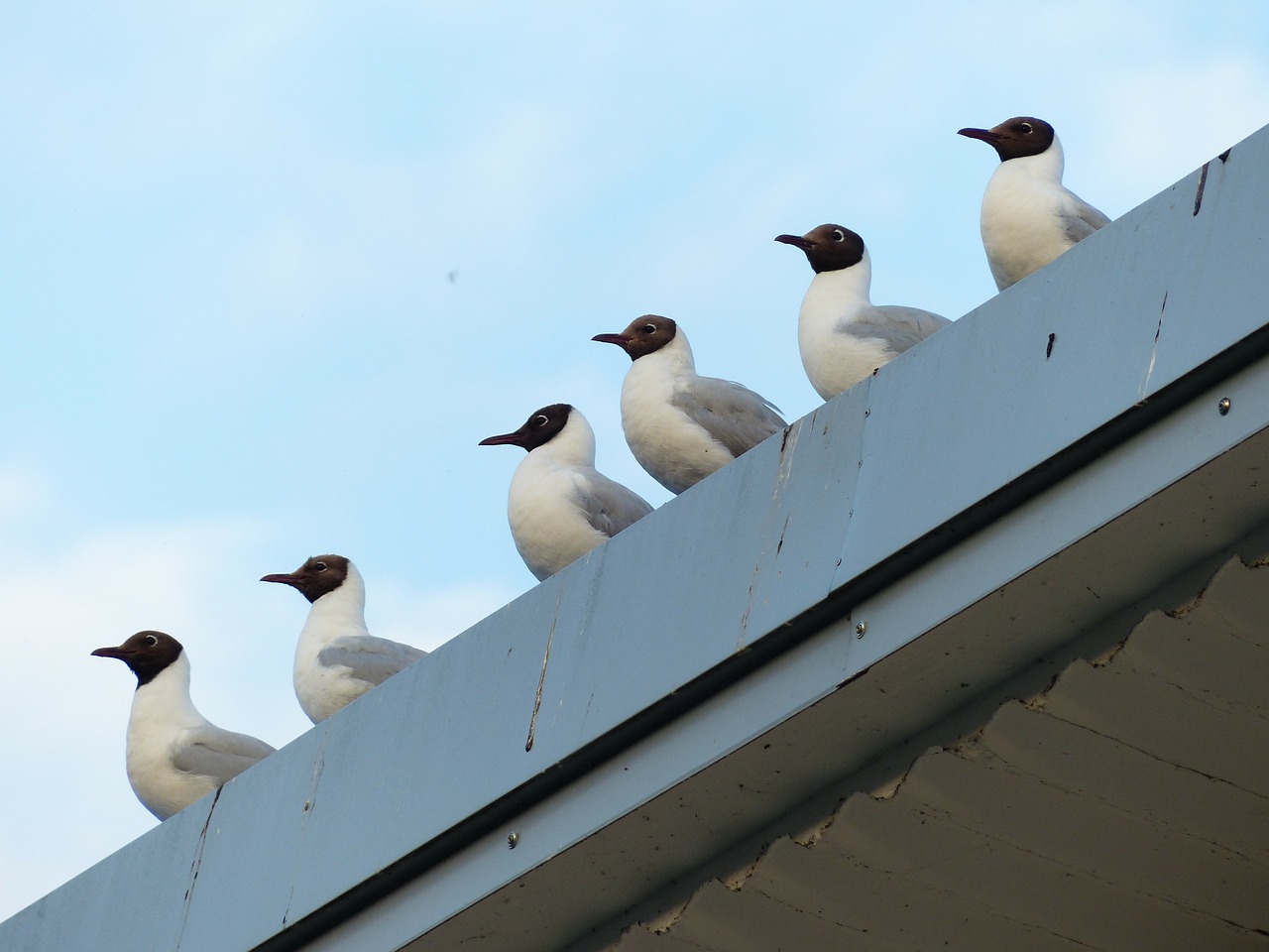 gulls birds in a series free photo