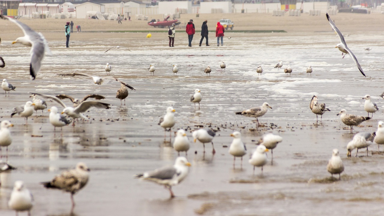 gulls sea north sea free photo