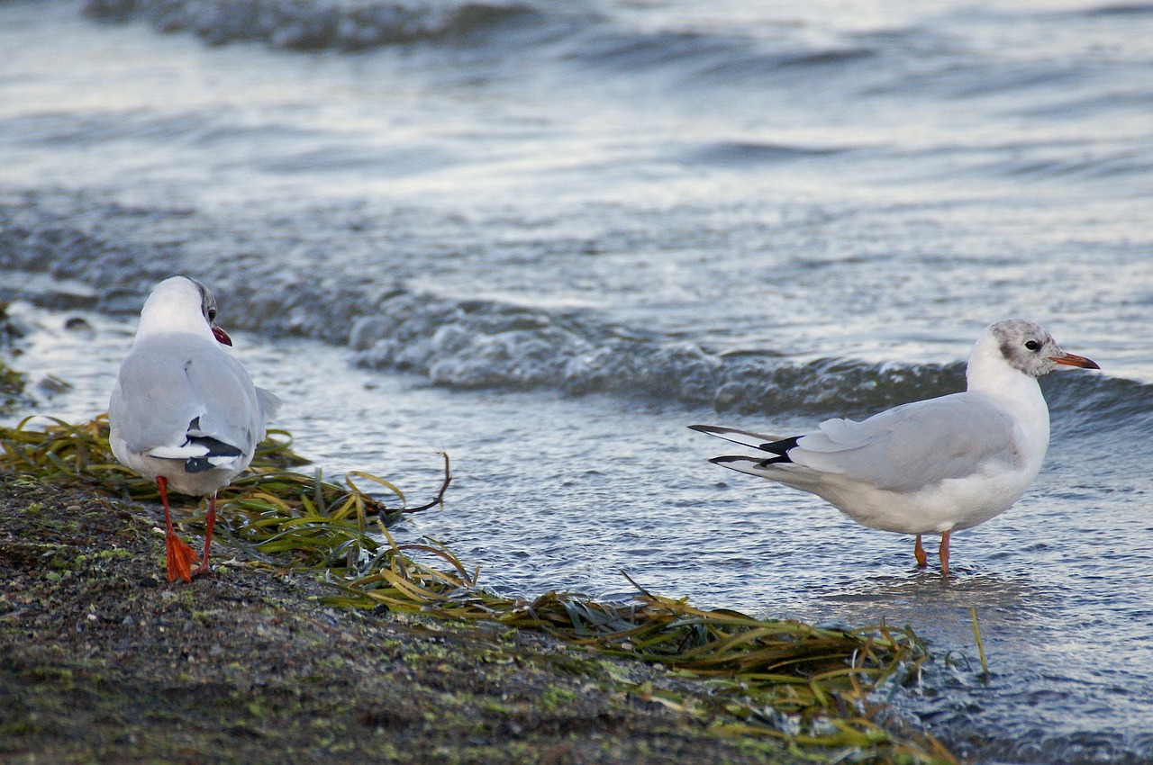 gulls beach sea free photo