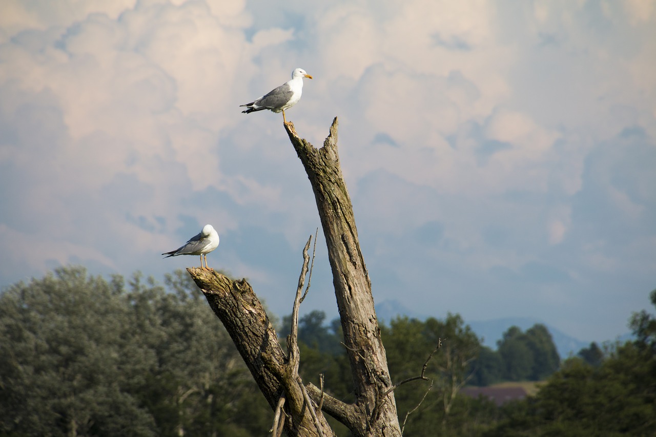 gulls branch log free photo