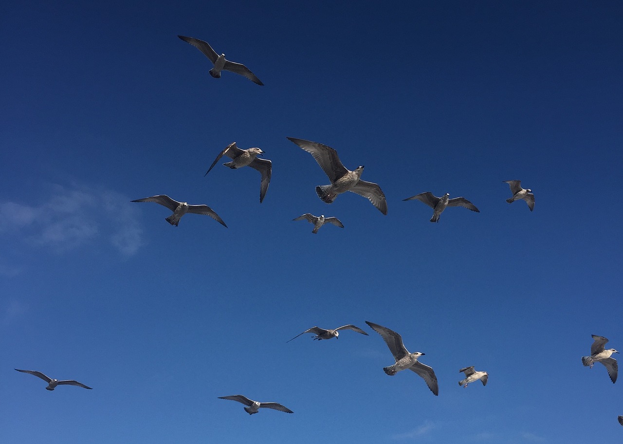 gulls birds air free photo