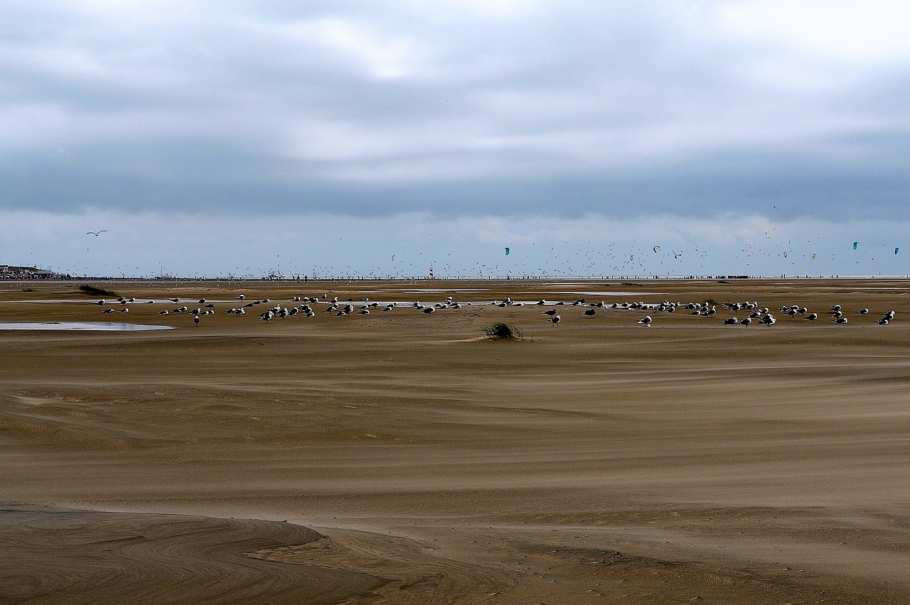 gulls sea birds borkum free photo