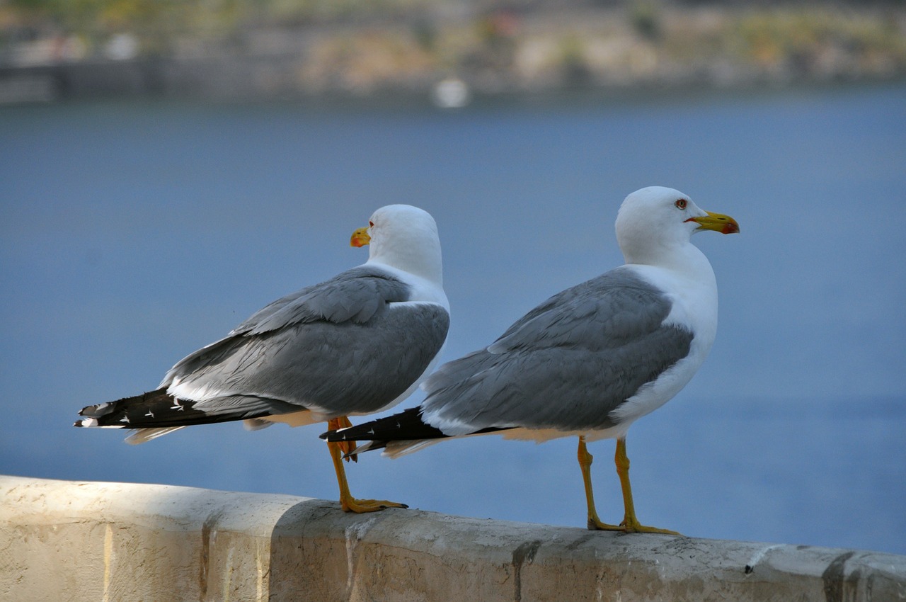 gulls birds bill free photo