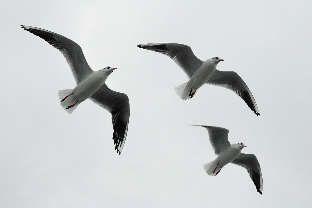 gulls formation birds free photo