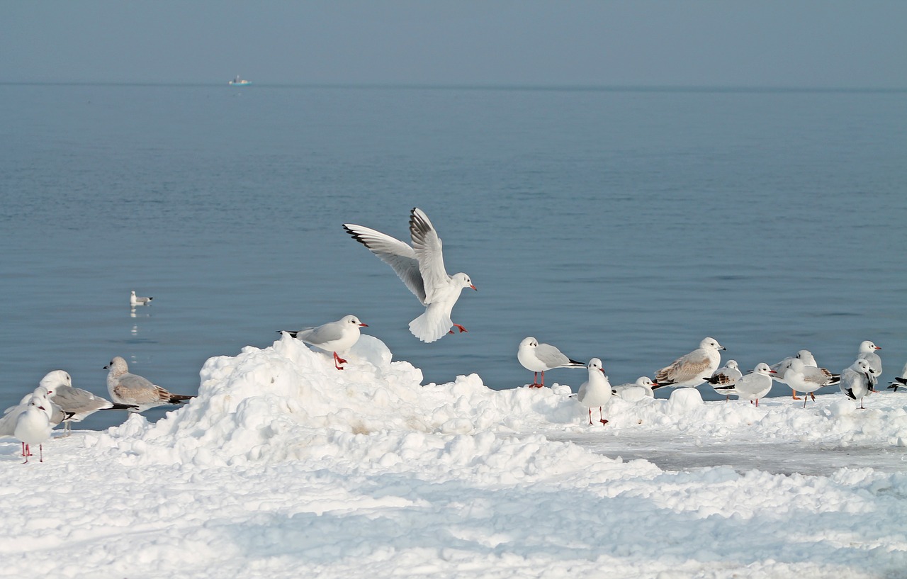 gulls bird lake constance free photo