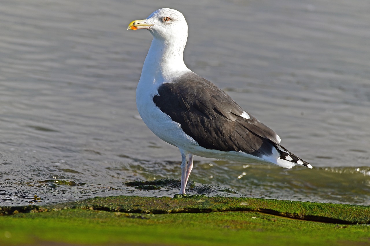 gulls ring-billed largest gull free photo