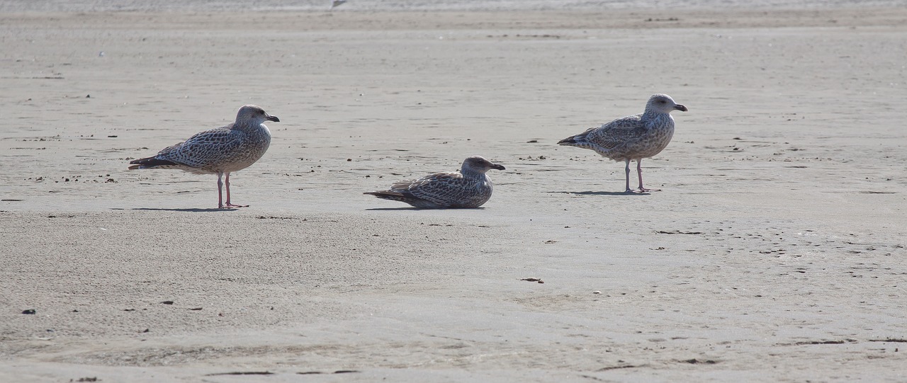 gulls bird beach free photo