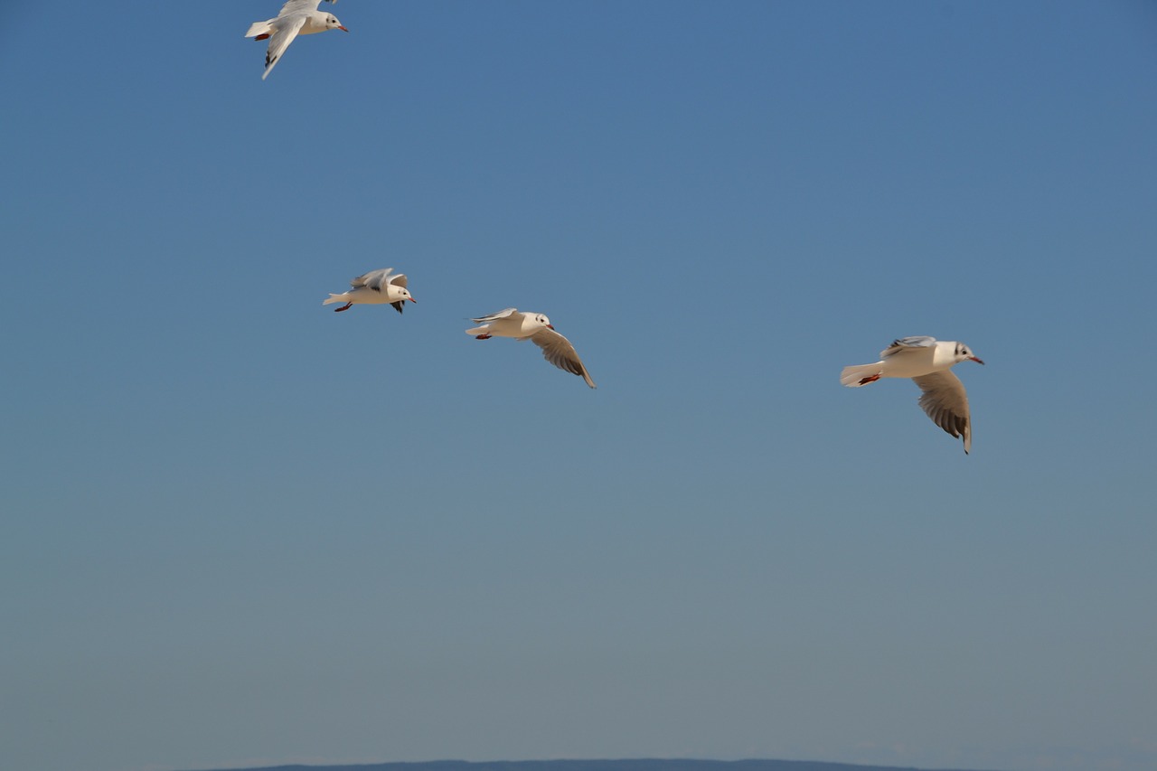 gulls birds sky free photo