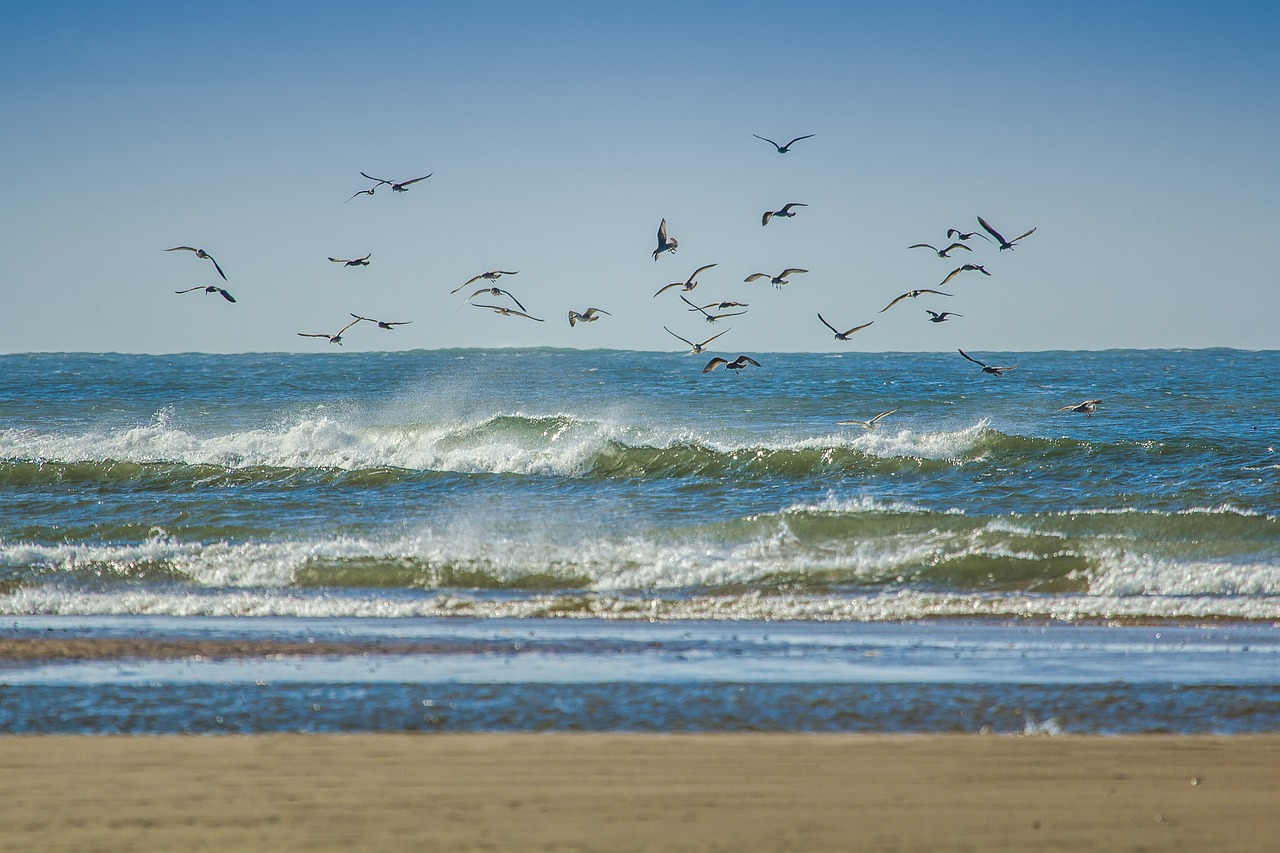 gulls coast ocean free photo