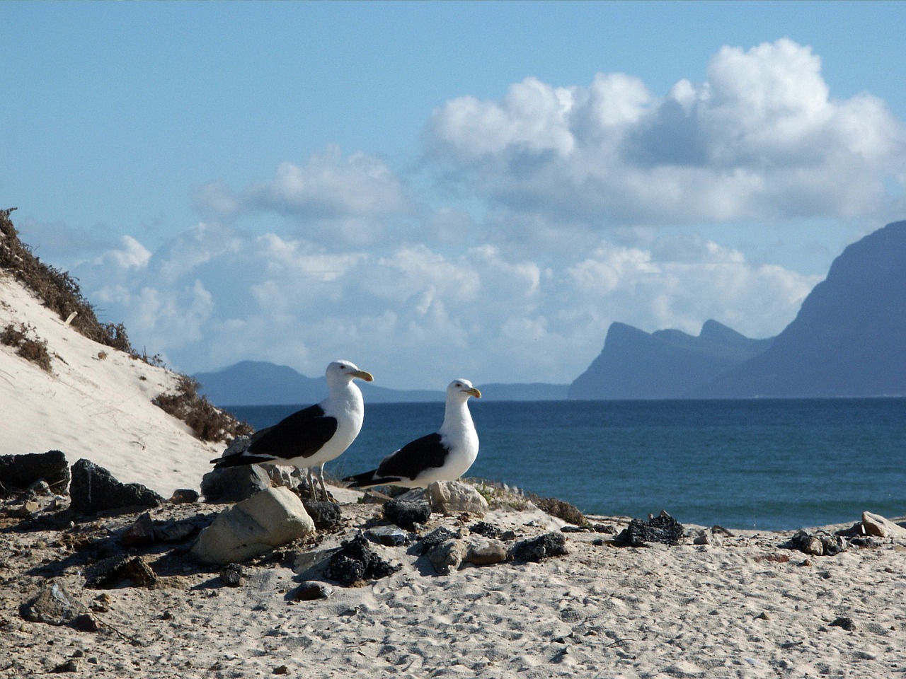gulls seagull dominican seagulls free photo