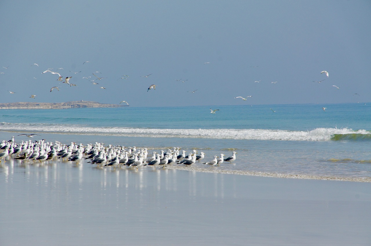 gulls sea seagull free photo