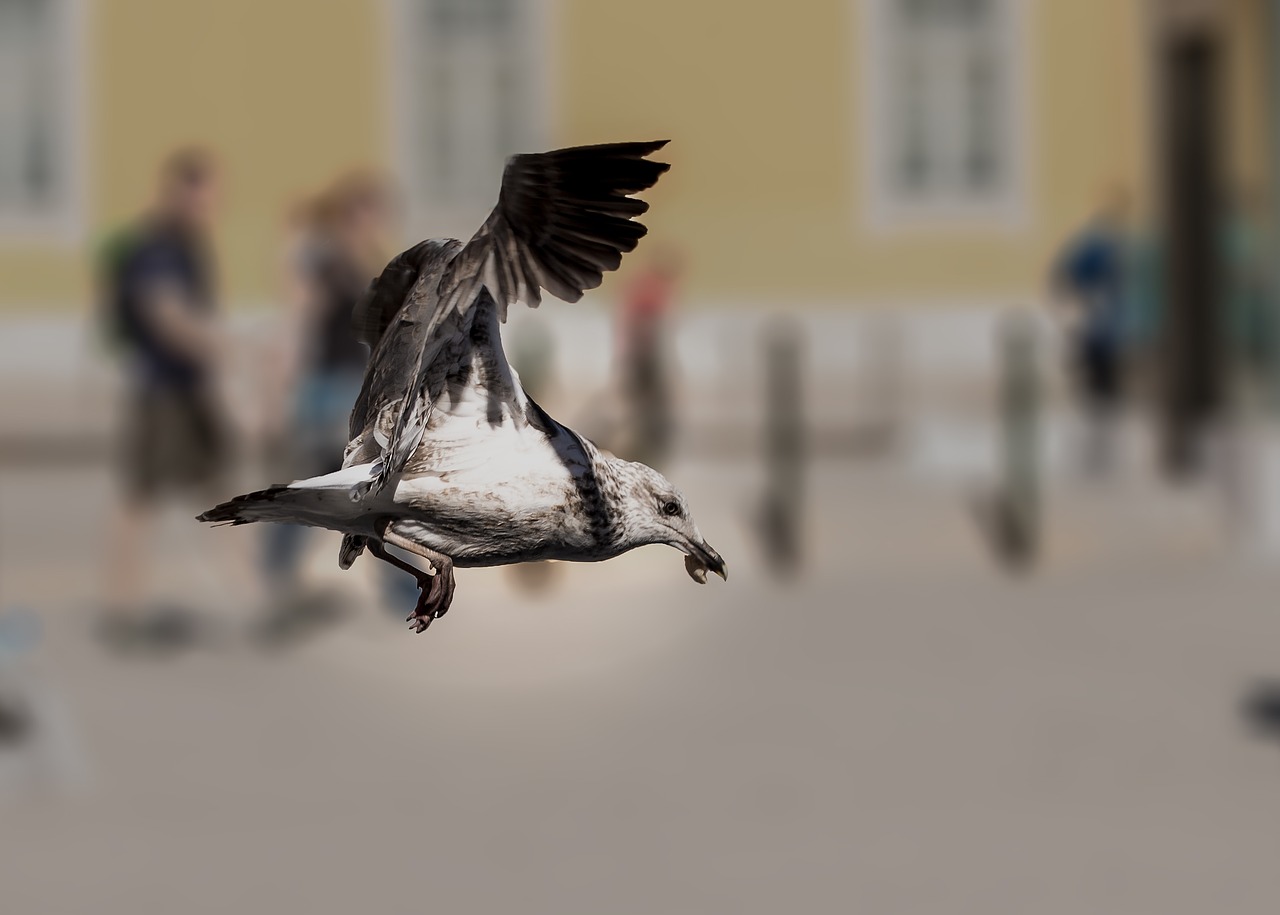 gulls feed lisbon free photo