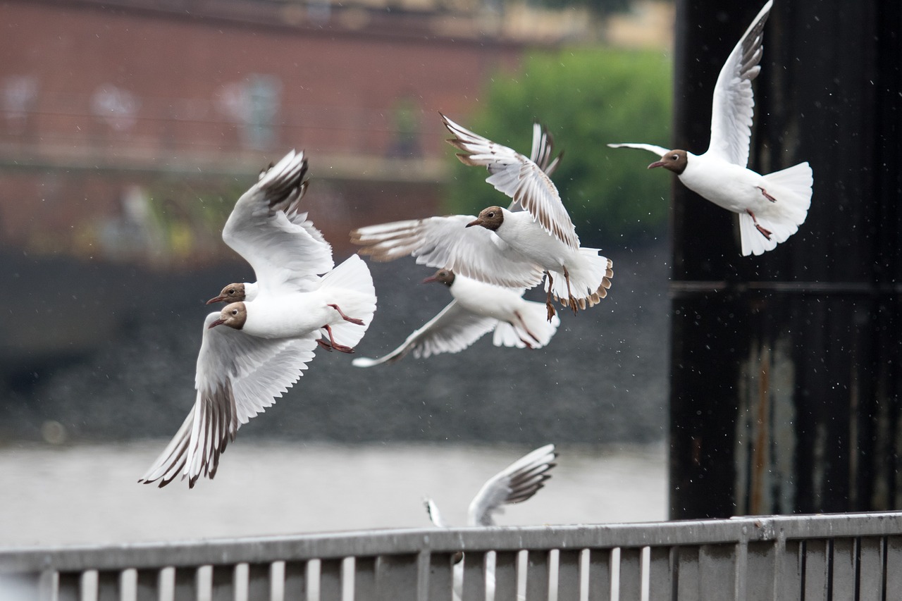 gulls elbe birds free photo