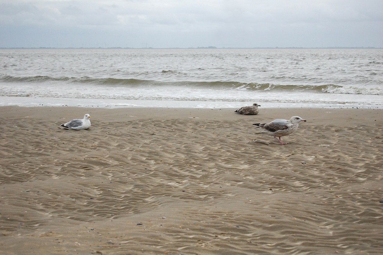 gulls north sea sea free photo