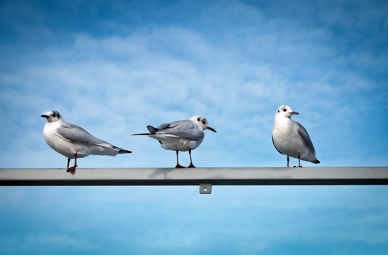 gulls birds water bird free photo