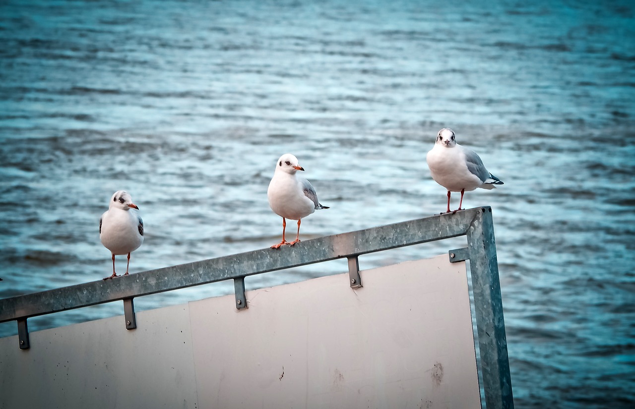 gulls birds water bird free photo