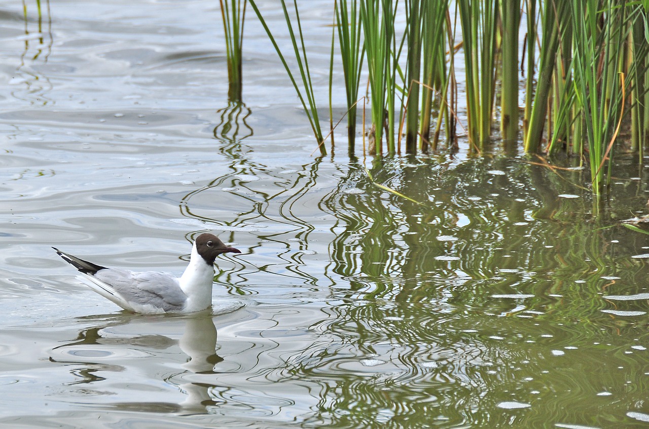 gulls lake water bird free photo