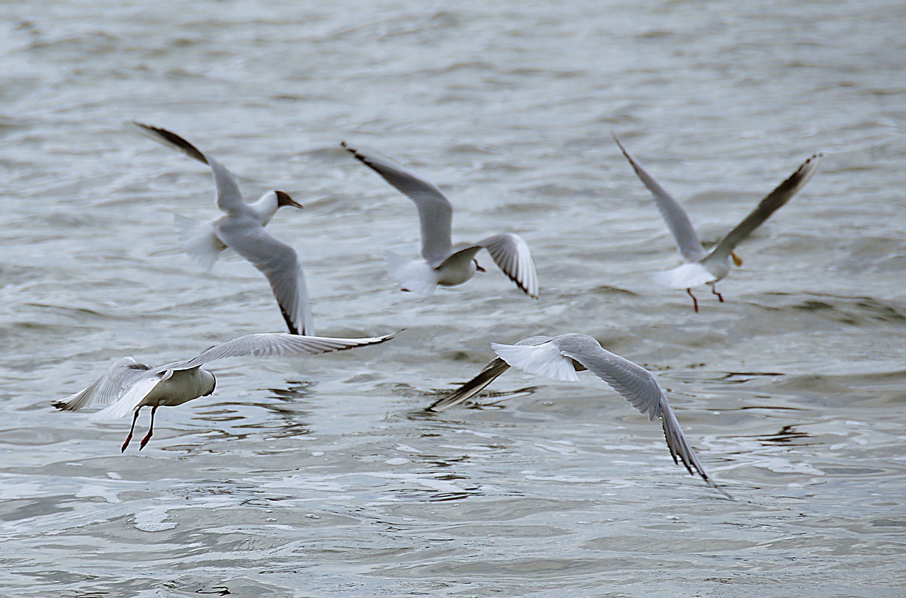 gulls lake water bird free photo
