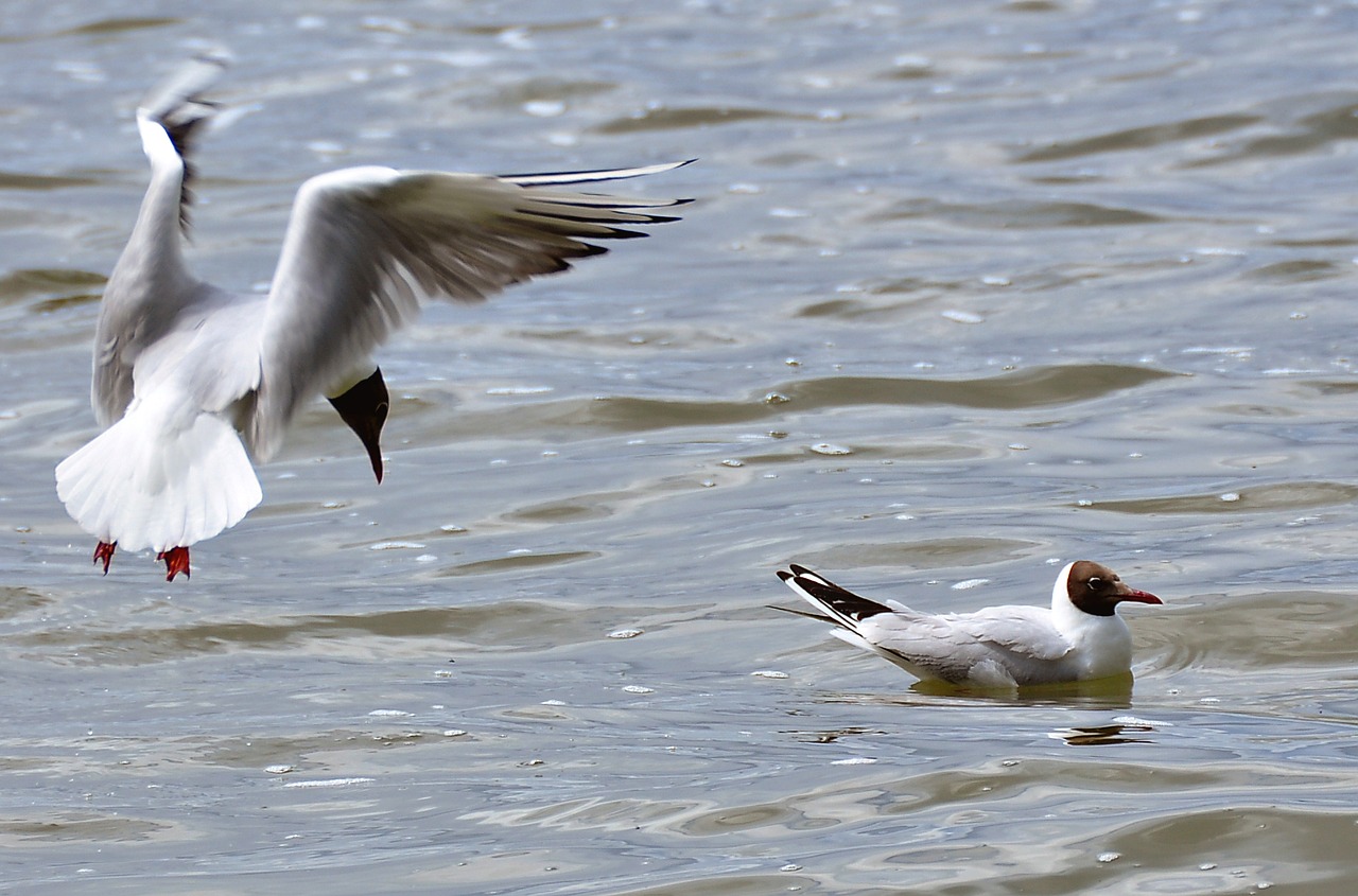 gulls lake water bird free photo