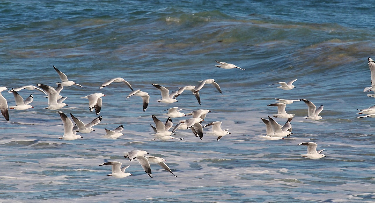gulls birds in flight seagull free photo