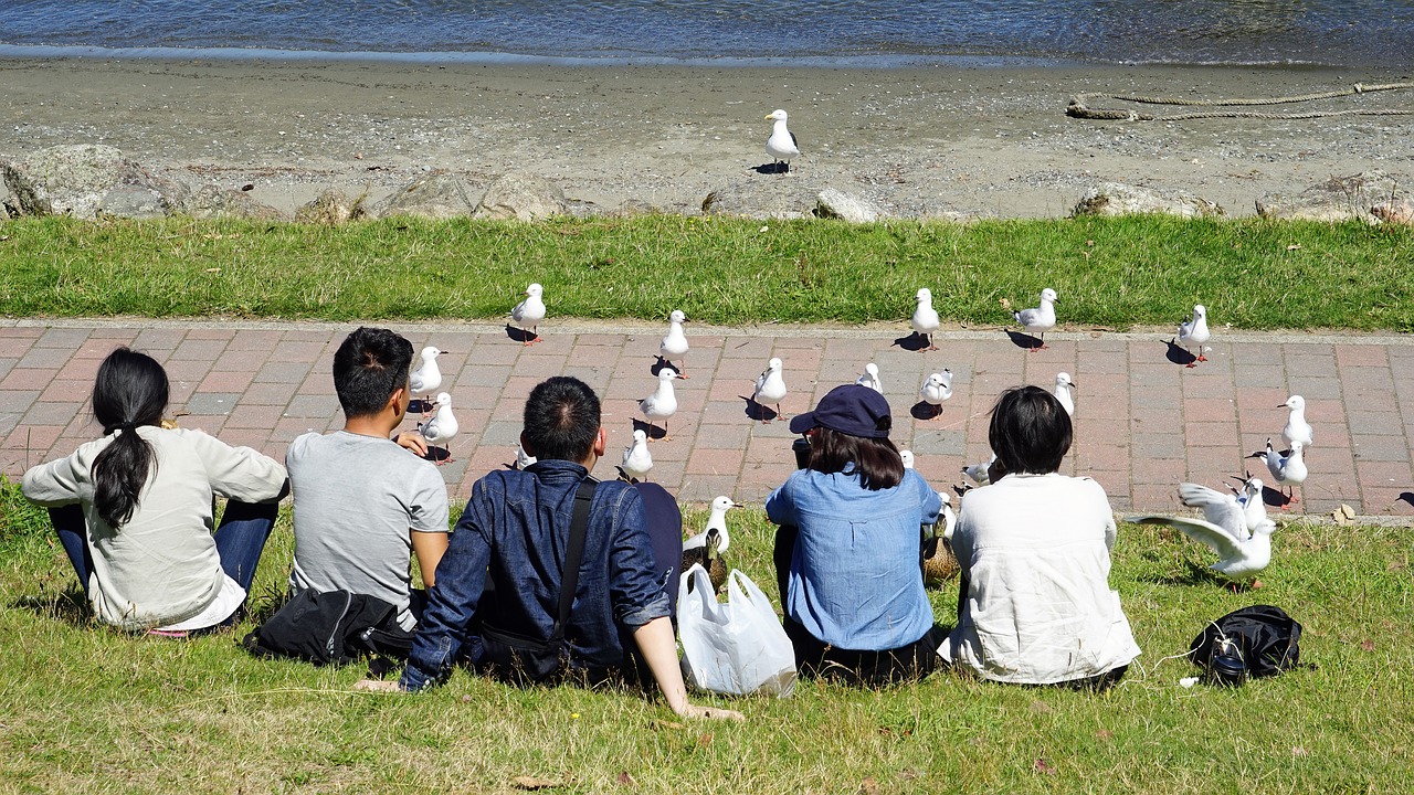 gulls human feed free photo