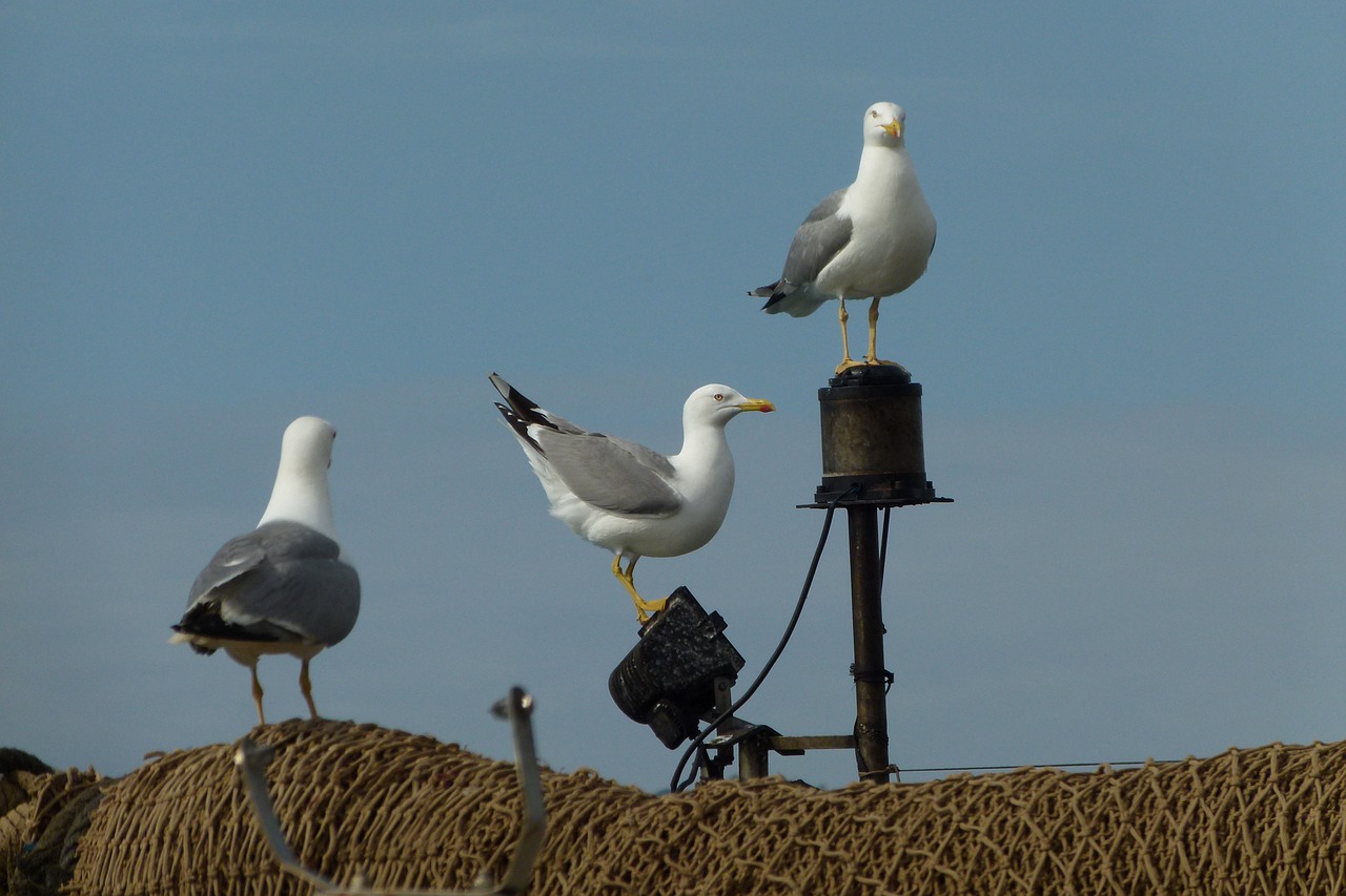gulls networks mallorca free photo