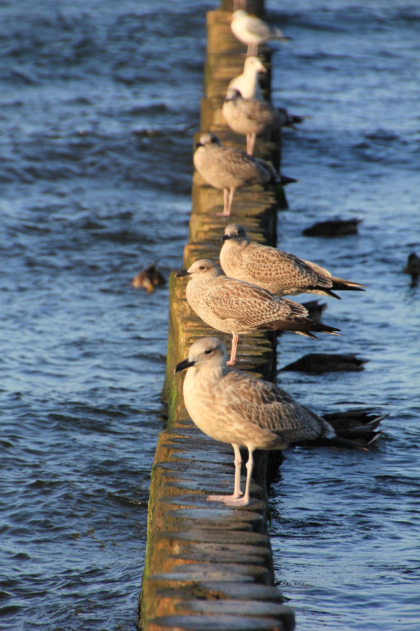 gulls holiday beach free photo