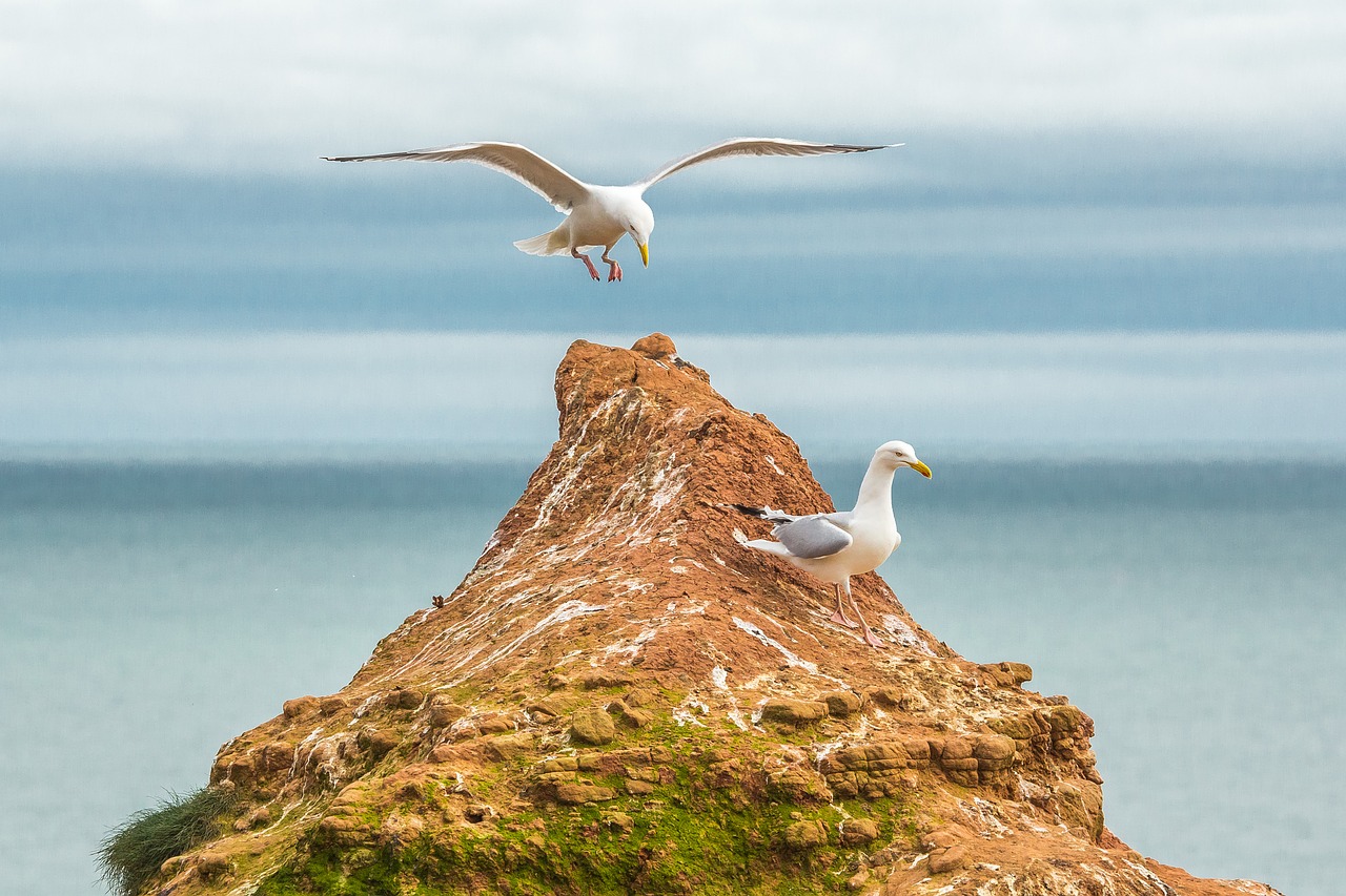 gulls ocean reefs free photo